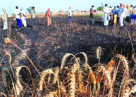 A damaged wheat field at Ghanggar Sarai village near Rajpura on Sunday