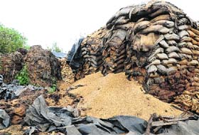 Rotten paddy which was recently auctioned