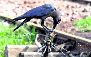 With the temperature rising, a crow quenches his thirst at a public tap in Dehradun on Monday. 