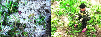 Hailstones that destroyed crops in Pithoragarh district; and (right) a farmer shows his destroyed vegetable crop.