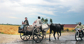 Villagers on their way home on a bullock cart in Kutail village, Karnal. 