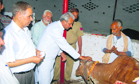 Chief Parliamentary Secretary Prahlad Singh Gillankhera at the cowshed of the Gau Sewa Samiti in Fatehabad.
