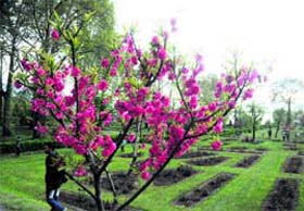 Trees in full bloom in the Nishat garden in Srinagar