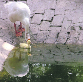A duck pushes a ducking into a pond at Tiger Safari in Ludhiana.