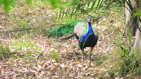 A peacock was spotted at Tiger Safari in Ludhiana.