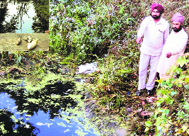 Villagers point towards dead fish (inset) near the Dhande drain, which died due to polluted water. A tribune photo