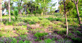 An abandoned tea garden in the Kangra valley.