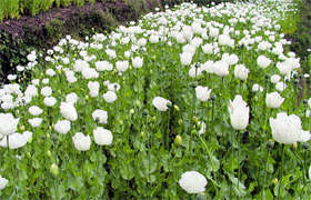 A poppy field in Mandi.
