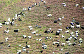 A shepherd with his flock of sheep in Shimla.