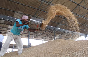 A farmer cleaning the wheat that has arrived at the local mandi. 