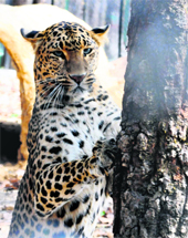 A leopard plays at Malsi Deer Park in Dehradun.