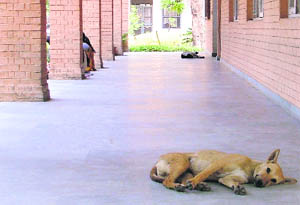 Increasing population of stray dogs in government colleges has become a nusiance for  students  as well as teachers. 