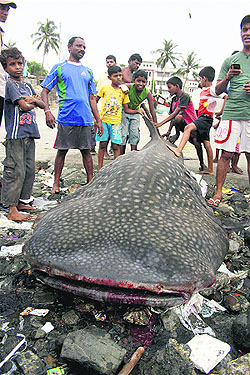 A big-mouth spotted shark was found dead on a beach in Mumbai on Wednesday.
