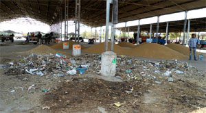 Garbage littered beside the wheat crop brought by farmers to the grain market in Muktsar.