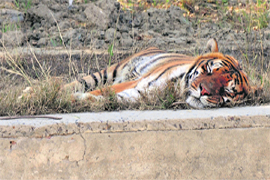 A tiger rests during a hot afternoon at the District Mini Zoo in Kurukshetra.