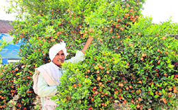 A farmer shows Chinese oranges at his farm in Rohtak