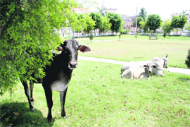 Stray cattles roam about freely at Hooda park, Sector 14, in Rohtak.