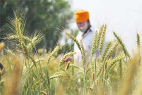 Labour lost: A worried farmer checks his wheat crop on the outskirts of Jammu on Thursday