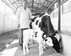 KD Ryot, Deputy Director, Animal Production, with a newly born calf under a pilot project on embryo transfer technology
