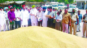 Punjab Mandi Board chairman Ajmer Singh Lakhowal takes stock of the wheat procurement process at Fazilka grain market on Saturday.