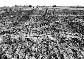 The destroyed wheat crop at a field in Mehmadpur village of Dera Bassi on Saturday