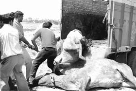 Activists of the Shiv Sena pull out the carcass of bull from a truck at Ambala City on Saturday
