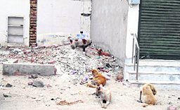 Stray dogs relax in a corner at Khanna.
