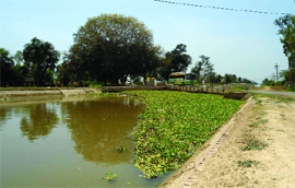 Hyacinth in huge quantity flows in the Abohar branch canal at Mehrajwala village in Muktsar.