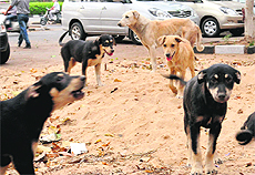 Dogs outside the municipal corporation office, Sector 17, Chandigarh. 