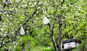 Polythene bags with pollinisers hanging on apple trees.