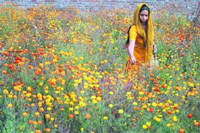 Pooja Devi plucks flowers in a marigold field near Jammu
