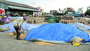 Farmers cover their wheat grains with tarpaulin at the grain market after the sudden rain in Ludhiana on Sunday