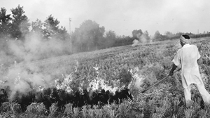 Stubble burning is common in Punjab, half-hearted efforts to stop it notwithstanding.