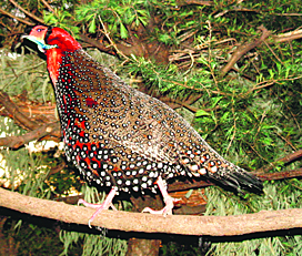 A western tragopan.
