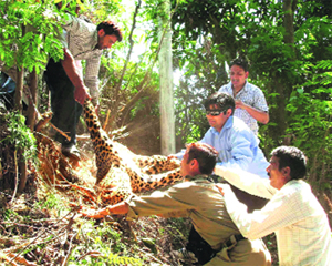Wildlife officials rescue a leopard from a trap at the Dehra forest range on Monday.
