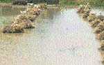 Harvested wheat crop of farmers flooded due to a breach in the Karamshana Minor near Mithanpura in Sirs