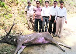 Employees with a dead sambar in the Thural area near Palampur 