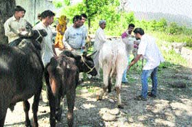 Doctor check animals during a veterinary camp in Reasi on Tuesday