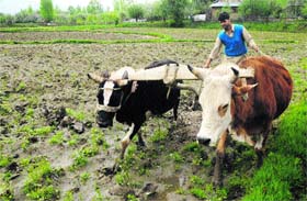 A farmer ploughs his field in Sopore district. Agricultural activity has increased in Kashmir over the past couple of weeks due to improved weather