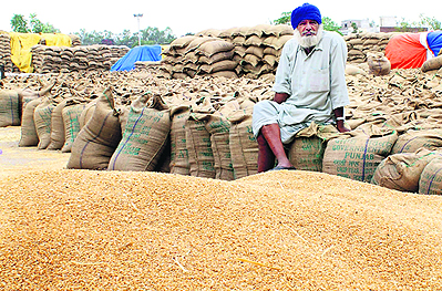 Sitting on bags of wheat, a farmer at the Rajpura grain market waits for his produce to be lifted by procurement agencies.