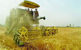 Grain dust being released during harvesting of wheat. 