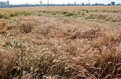 The wheat crop has been facing weather vagaries for almost a month now