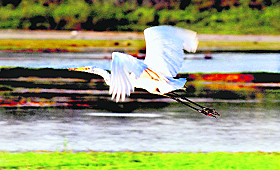 Cattle Egret takes a flight at the Sukhna Lake in Chandigarh. 