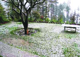 A field dotted with hailstones at Bahu in Mandi