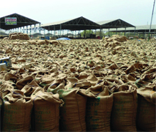 An unlifted wheat stock at the grain market in Muktsar on Thursday.