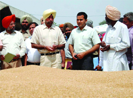 The special principal secretary to the CM, KJS Cheema, takes stock of wheat procurement at the grain market in Bathinda on Thursday. 