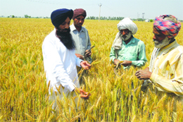 Agriculture development officer Dr Jaswinder Singh Brar educating farmers on how to choose best grains for preparing wheat seed, at the government seed farm in Raonta village of Moga district. 
