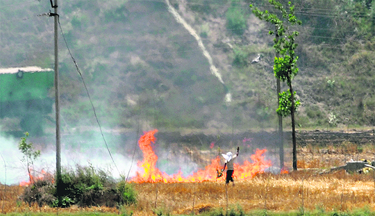 Despite a ban, a farmer burns wheat stubble at his field at Sekhpura Suhana village in Karnal.