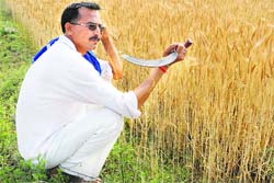 A farmer squats on his fields as he could not harvest the wheat crop due to overnight rains in Vijaypur