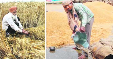 A farmer inspects his flattened wheat crop in Jalandhar and (right) a labourer removes rainwater at a grain market in Amritsar in a bid to save wheat stocks